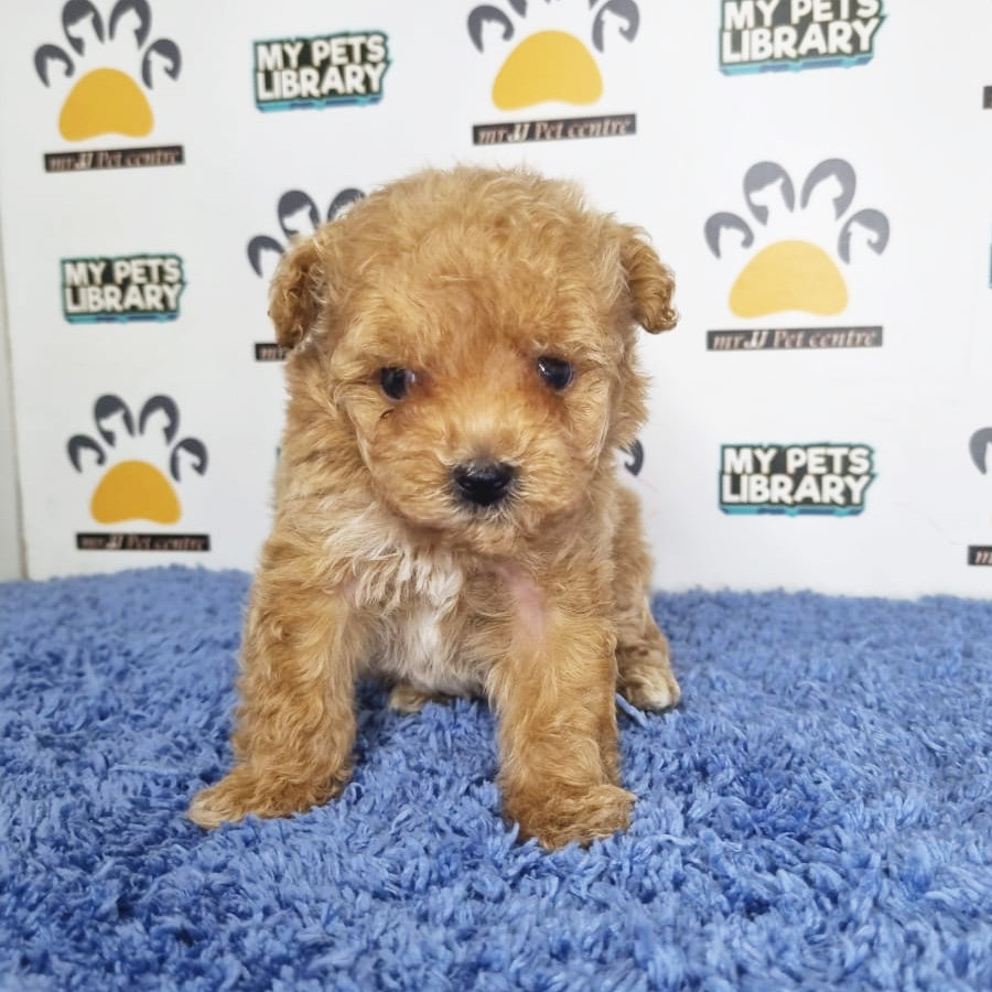 Teacup Poodle Puppy (Male) For Sale