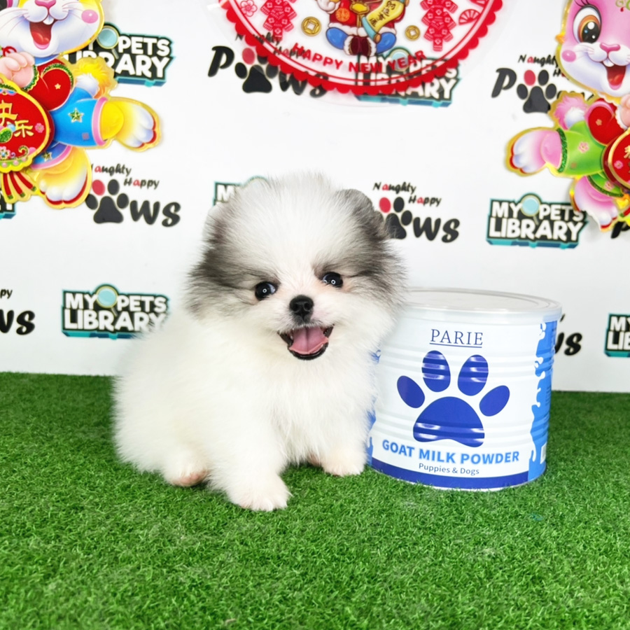 Pomeranian Puppy (Male) For Sale