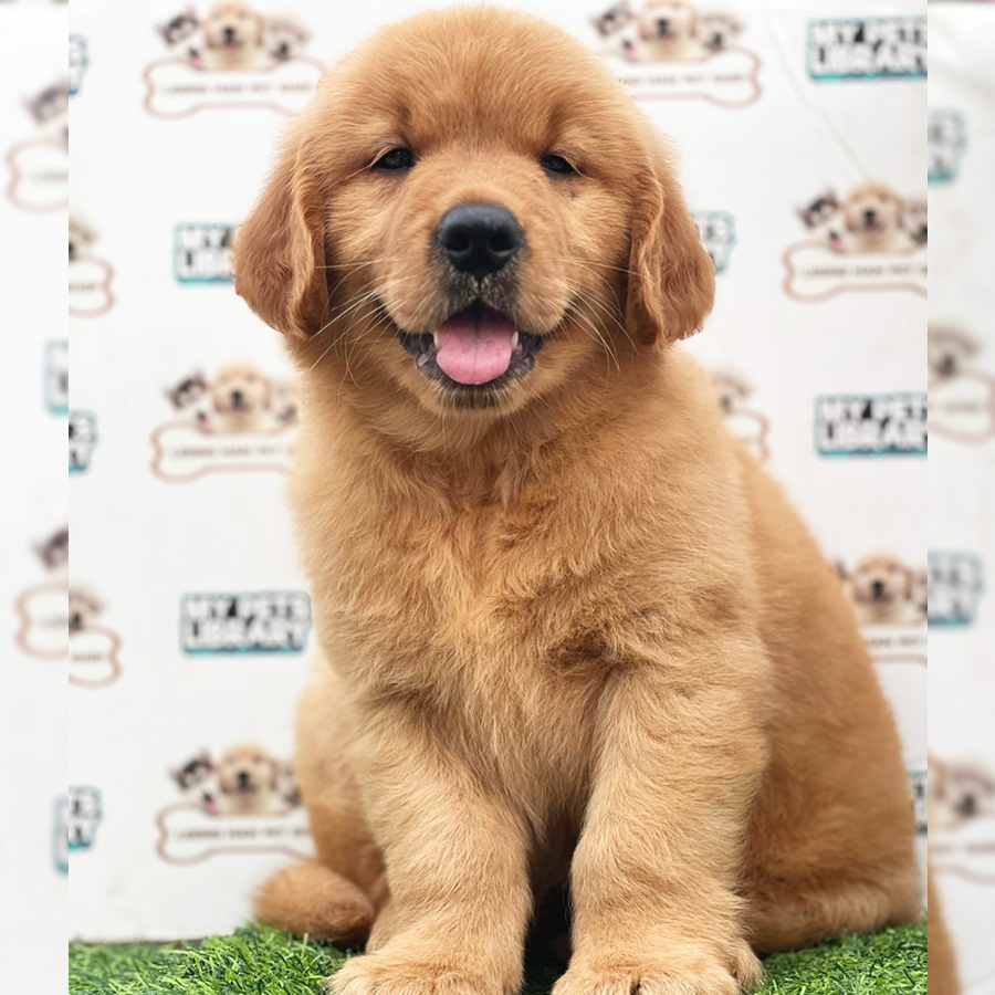 Golden Retriever Puppy (Male) For Sale