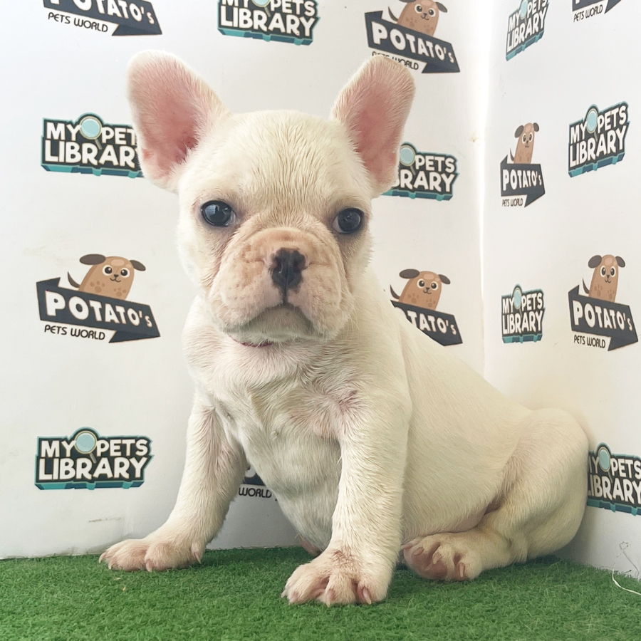 French Bulldog Puppy (Male) For Sale