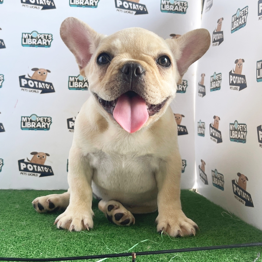 French Bulldog Puppy (Female) For Sale