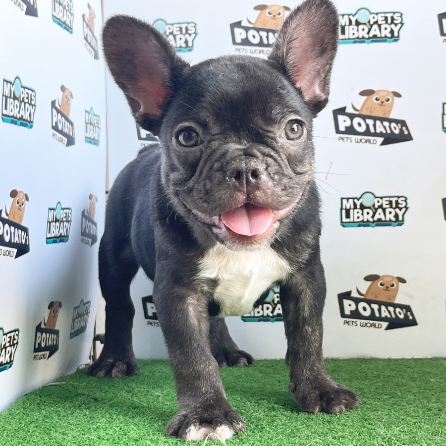 French Bulldog Puppy (Female) For Sale
