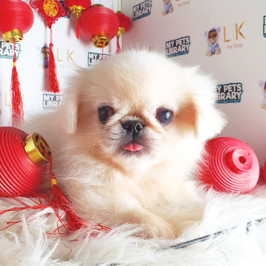 Pekingese Puppy (Male) For Sale