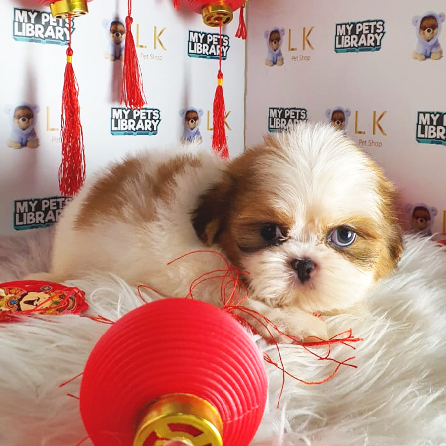 Shih Tzu Puppy (Male) For Sale