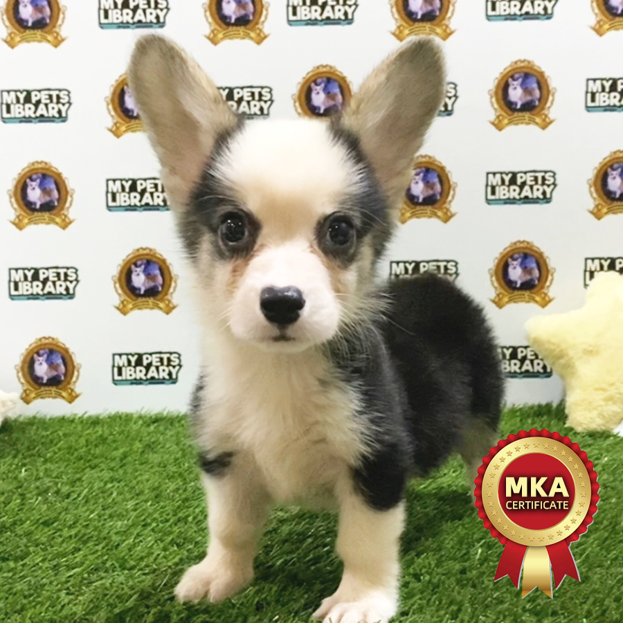 MKA Welsh Corgi Puppy (Male) For Sale