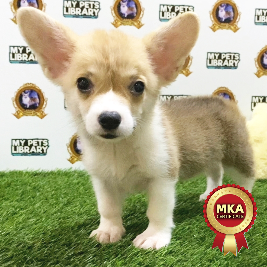 MKA Welsh Corgi Puppy (Female) For Sale