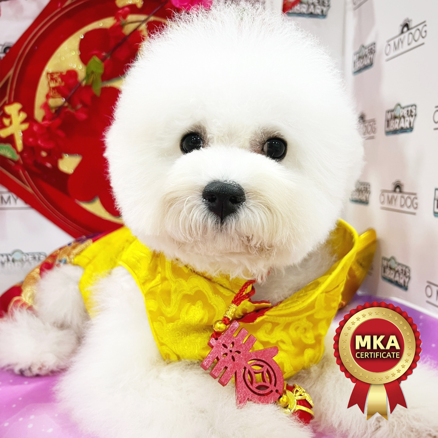 MKA Bichon Frise Puppy (Male) For Sale