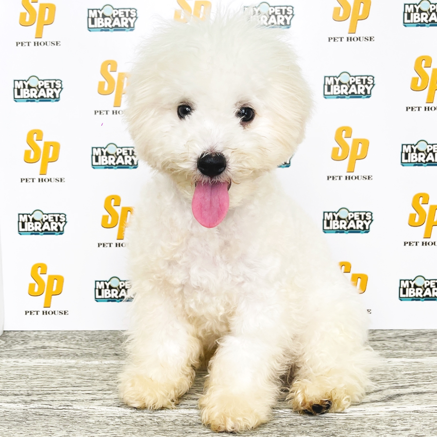 Tiny Poodle Puppy (Male) For Sale