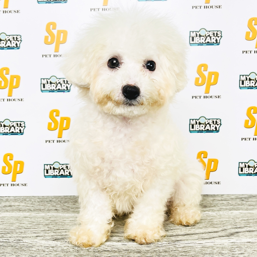 Tiny Poodle Puppy (Female) For Sale