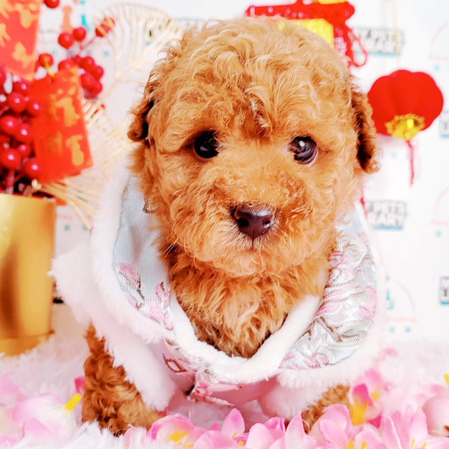 Toy Poodle Puppy (Male) For Sale