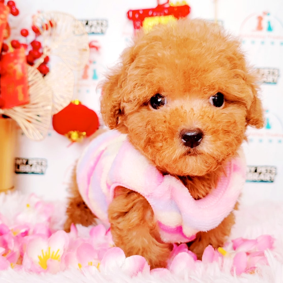 Tiny Poodle Puppy (Male) For Sale