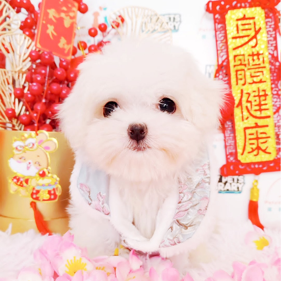 Maltese Puppy (Female) For Sale