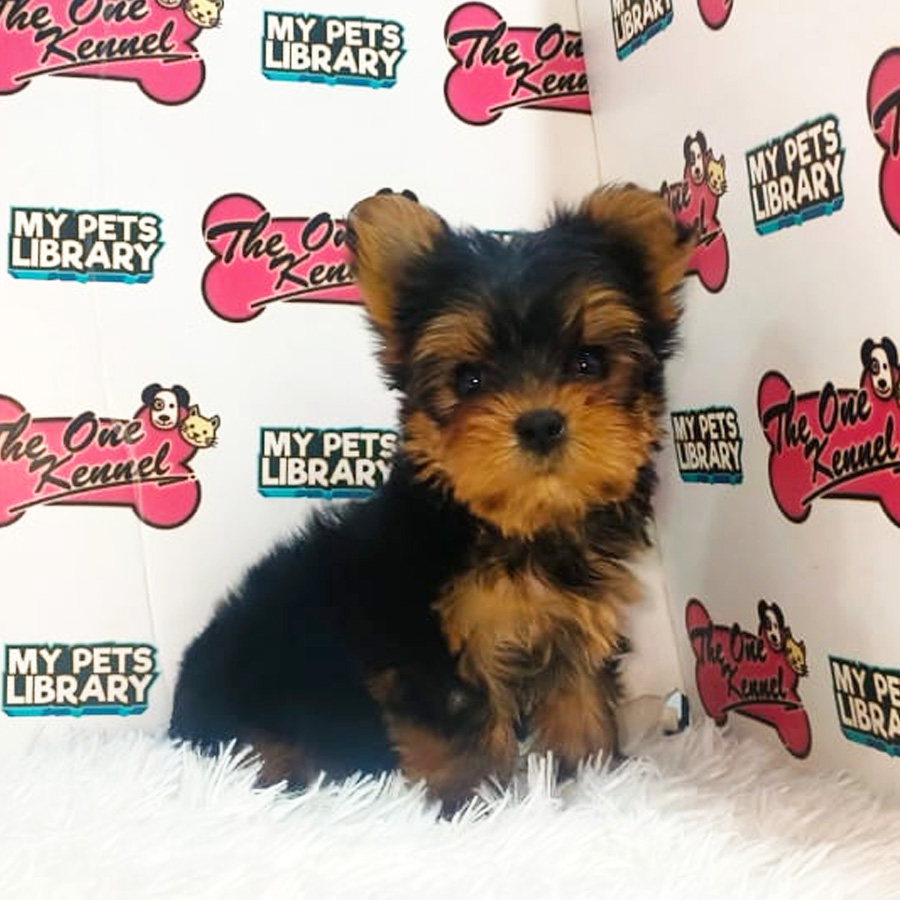 MKA Yorkshire Terrier Puppy (Female) For Sale