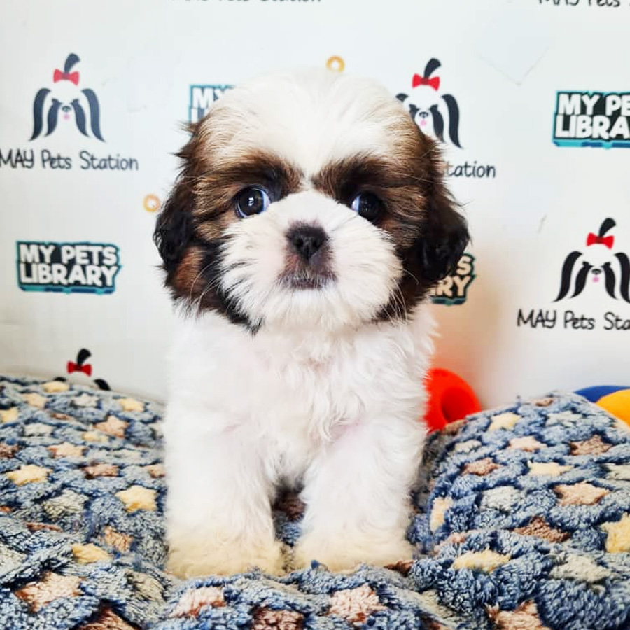 Shih Tzu Puppy (Female) For Sale