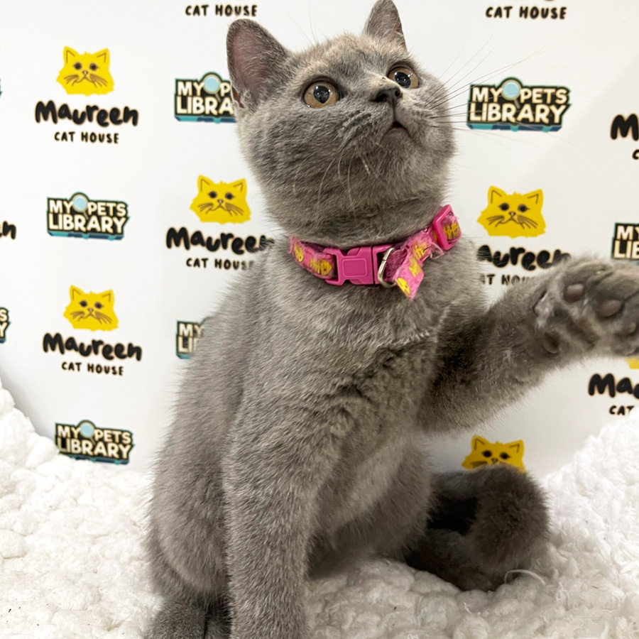 British Shorthair Kitten (Male) For Sale