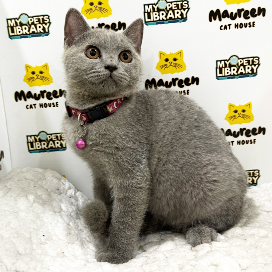 British Shorthair Kitten (Female) For Sale