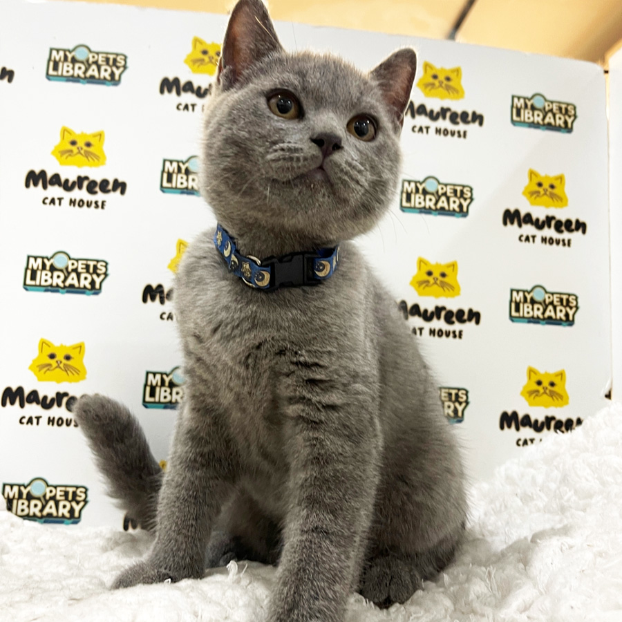 British Shorthair Kitten (Male) For Sale