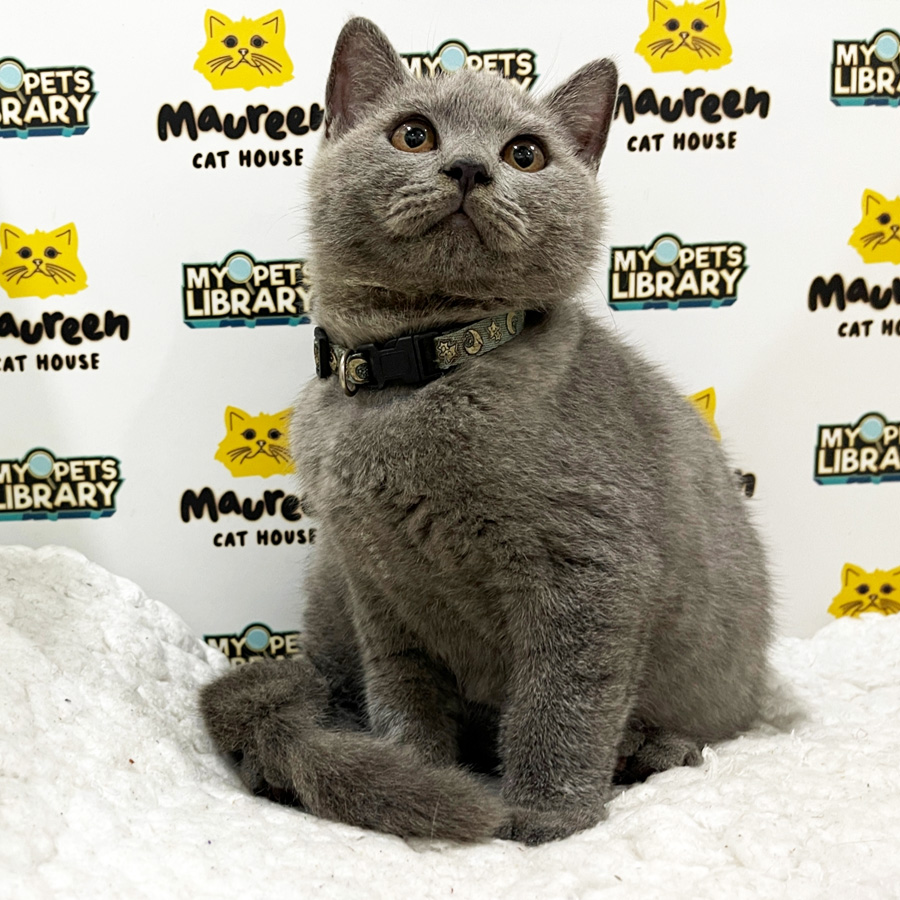 British Shorthair Kitten (Male) For Sale