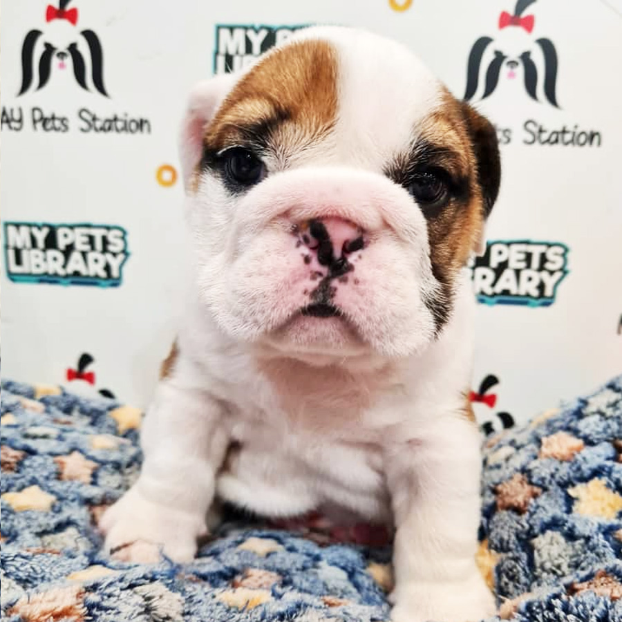 English Bulldog Puppy (Male) For Sale