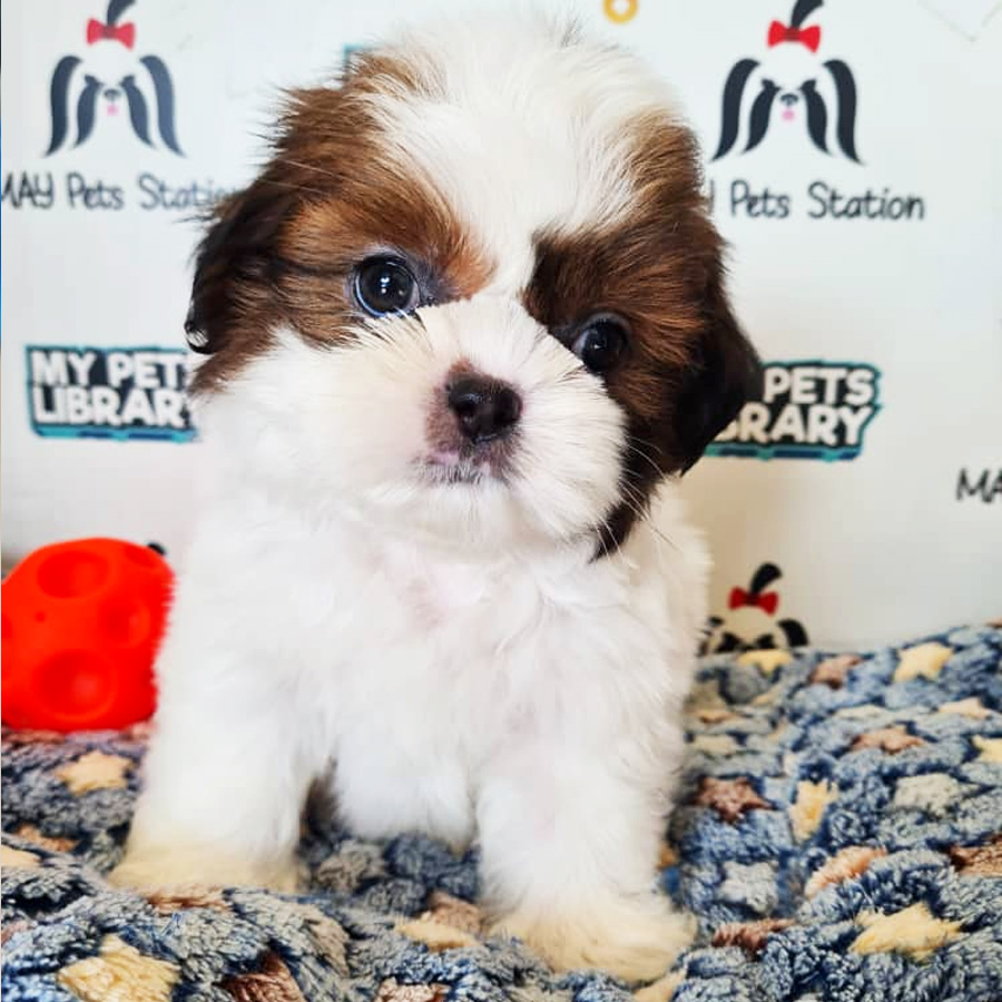 Shih Tzu Puppy (Male) For Sale
