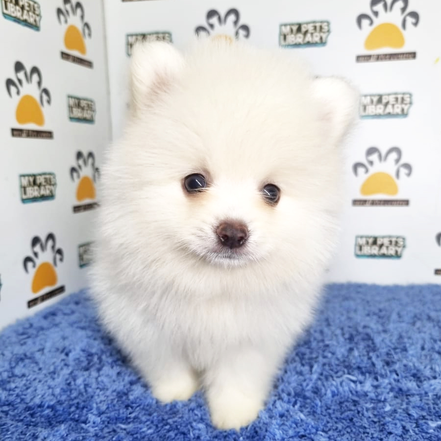 Pomeranian Puppy (Male) For Sale