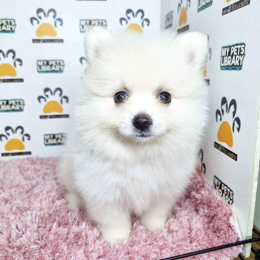 Pomeranian Puppy (Female) For Sale