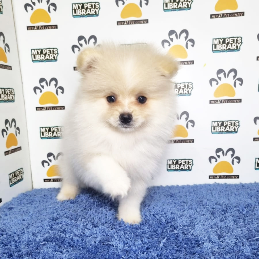 Pomeranian Puppy (Male) For Sale