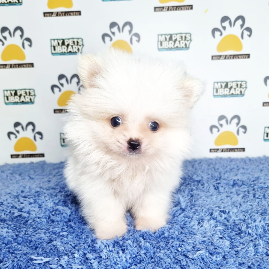 Pomeranian Puppy (Male) For Sale