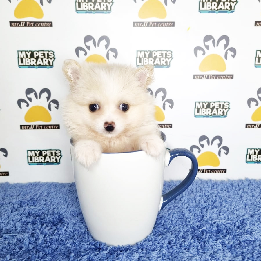 Teacup Pomeranian Puppy (Male) For Sale