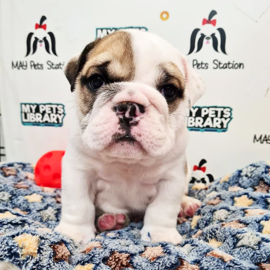 English Bulldog Puppy (Male) For Sale