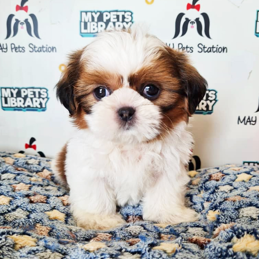 Shih Tzu Puppy (Female) For Sale