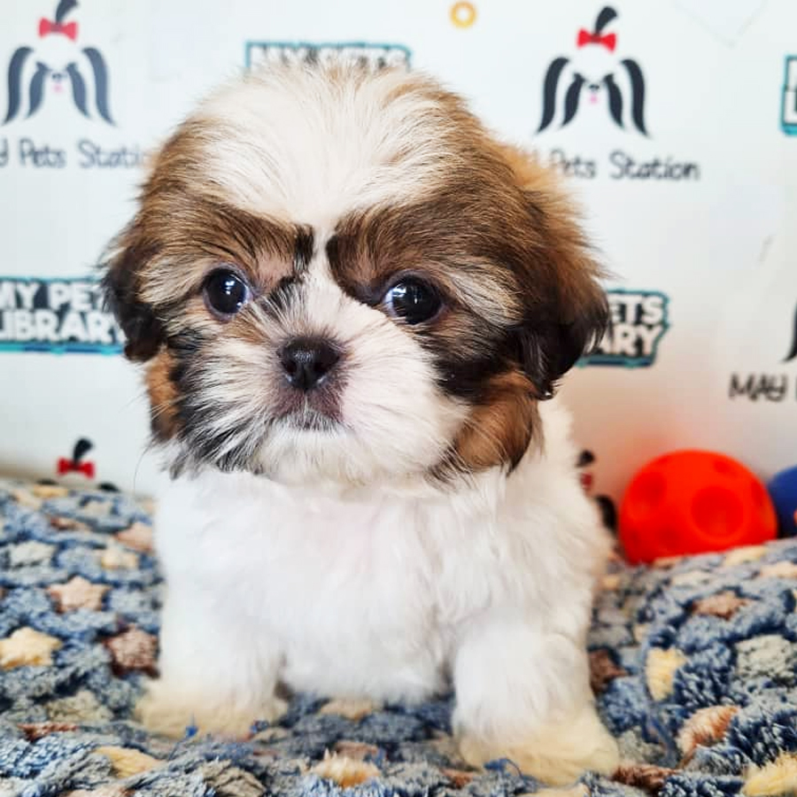 Shih Tzu Puppy (Female) For Sale