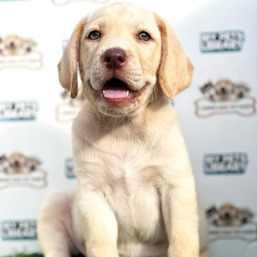 Labrador Puppy (Female) For Sale