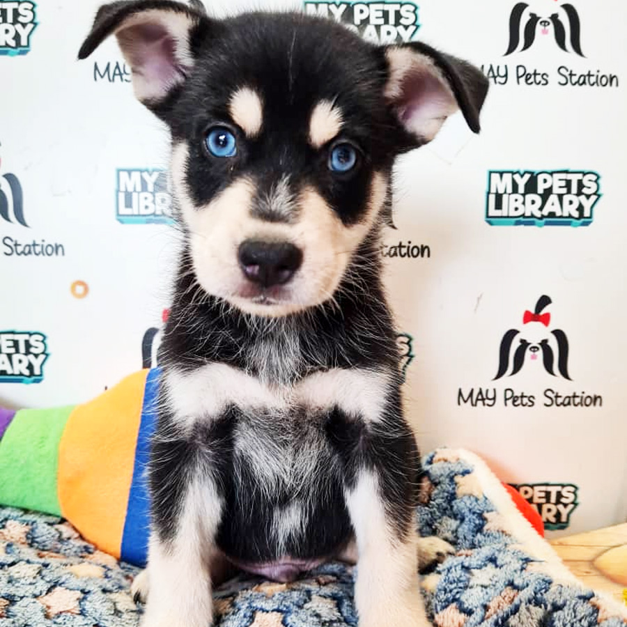 Pomsky Puppy (Male) For Sale