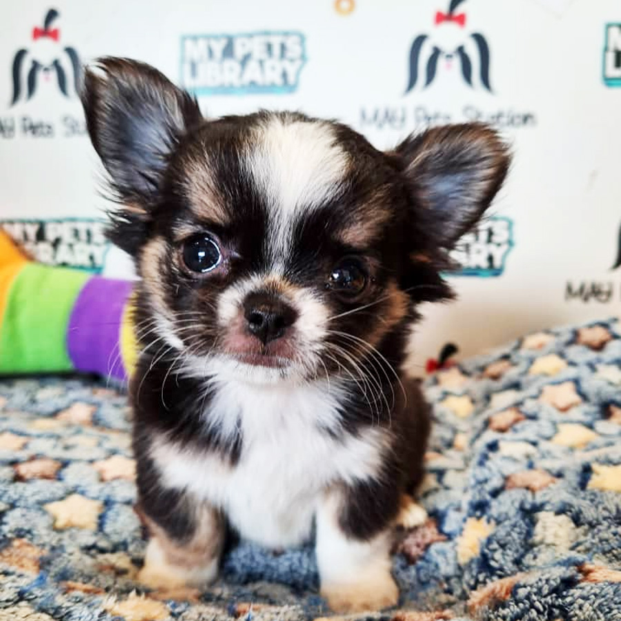Long Coat Chihuahua Puppy (Female) For Sale