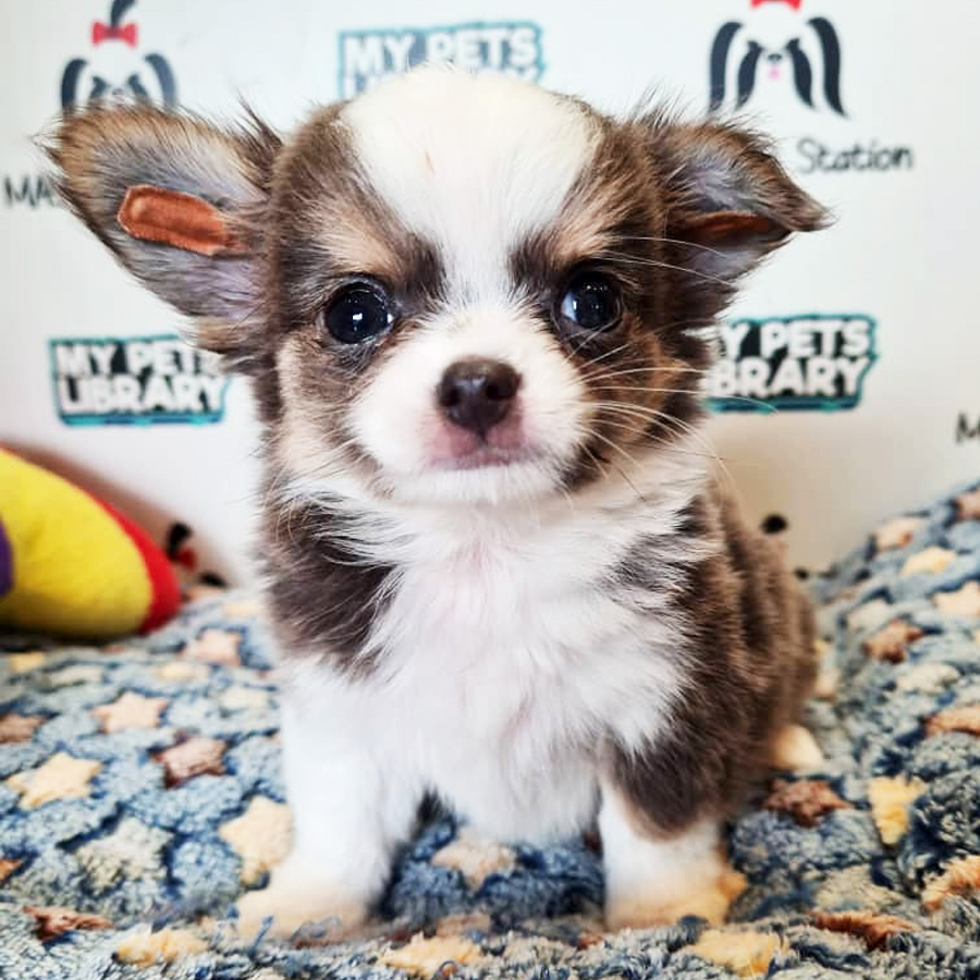 Long Coat Chihuahua Puppy (Female) For Sale