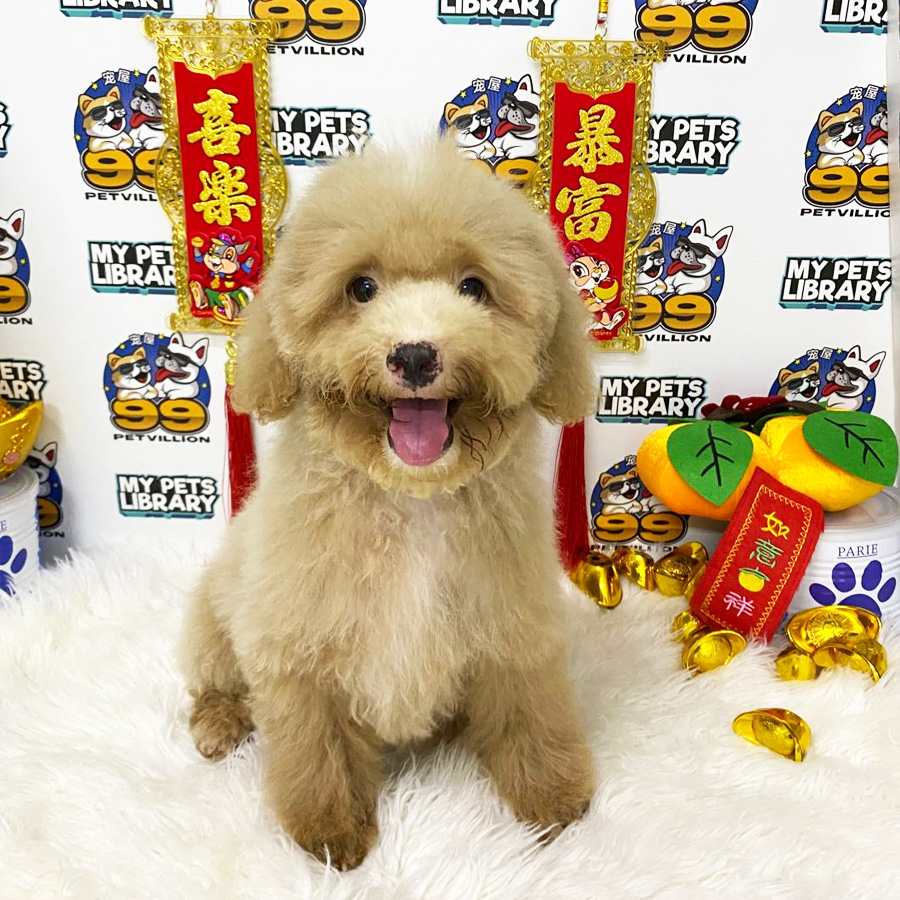 Miniature Poodle Puppy (Male) For Sale