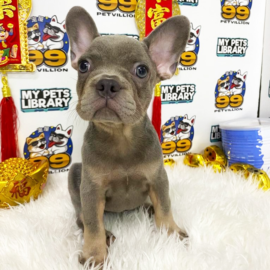 French Bulldog Puppy (Female) For Sale