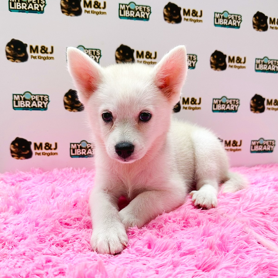 Pomsky Puppy (Female) For Sale