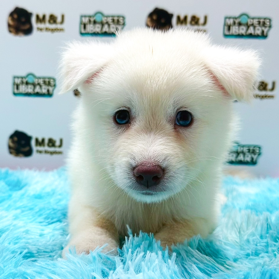 Pomsky Puppy (Male) For Sale