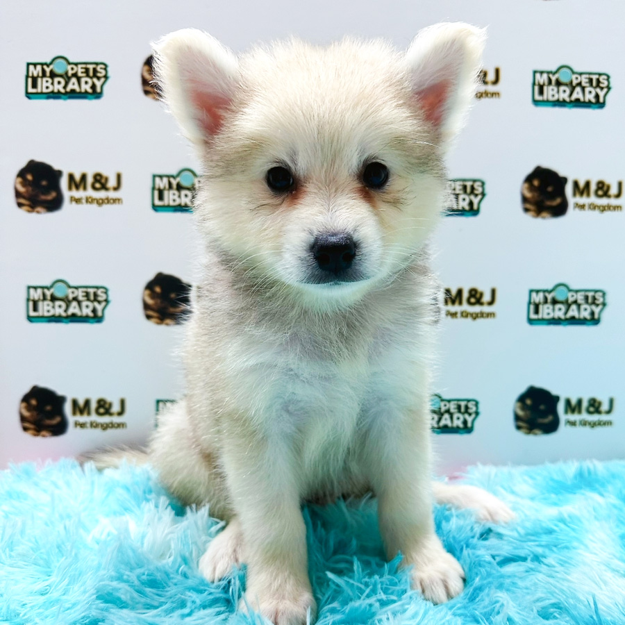 Pomsky Puppy (Male) For Sale