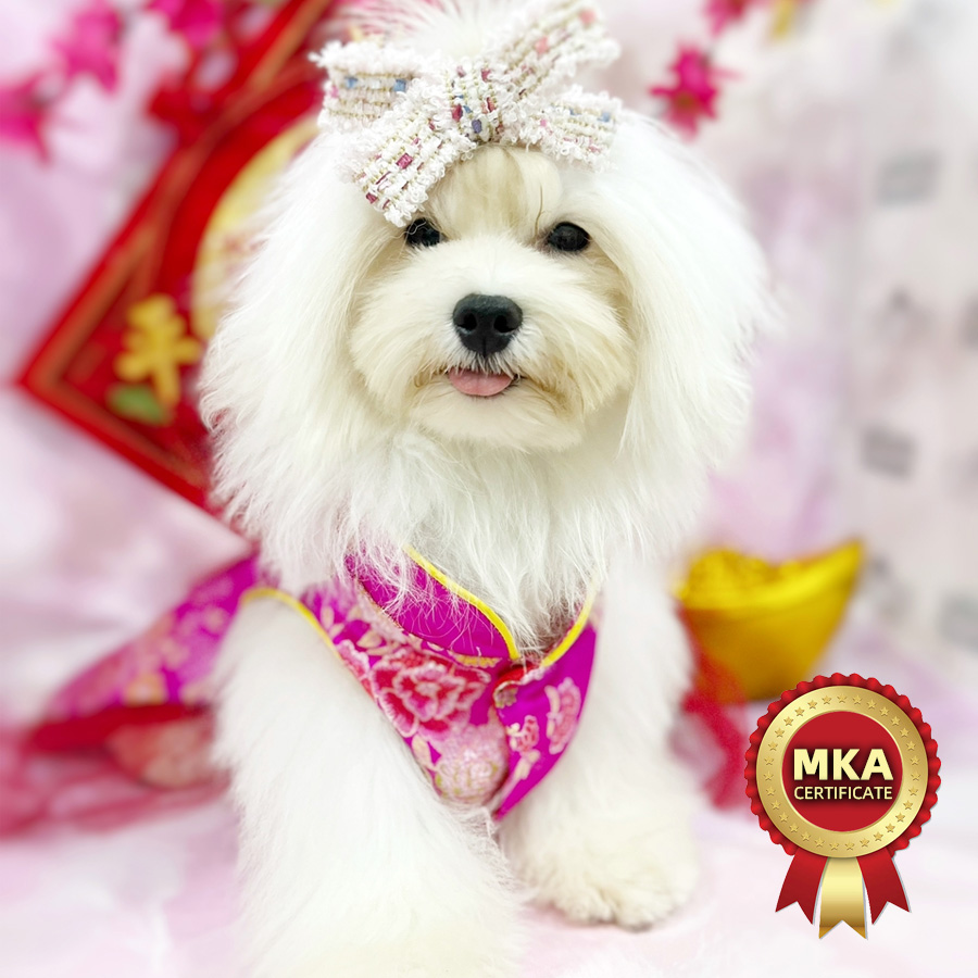 MKA Tiny Maltese Puppy (Female) For Sale
