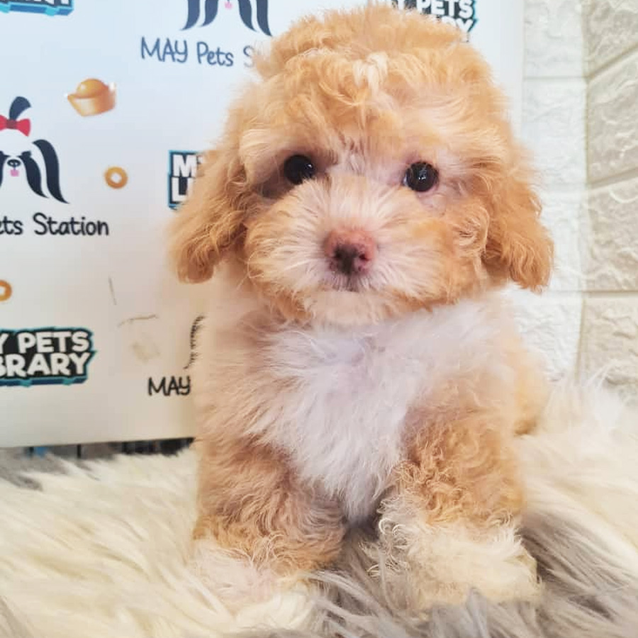 Toy Poodle Puppy (Male) For Sale