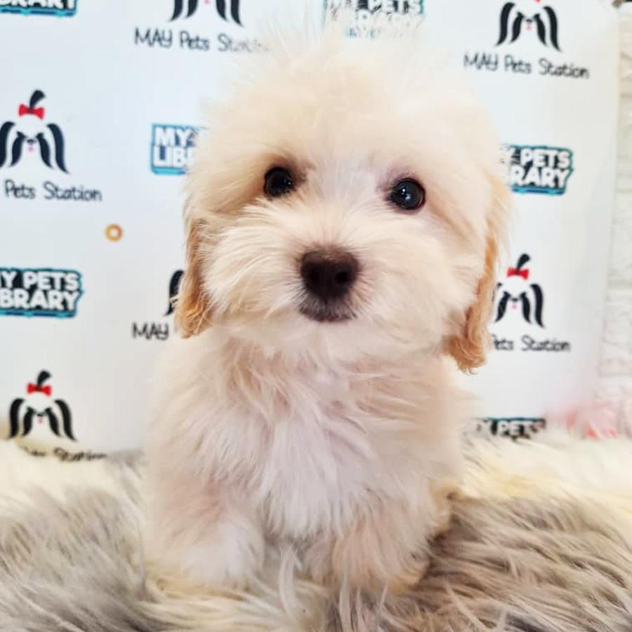 Maltipoo Puppy (Male) For Sale