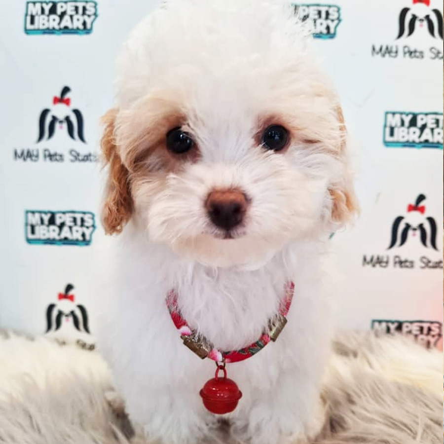 Toy Poodle Puppy (Female) For Sale
