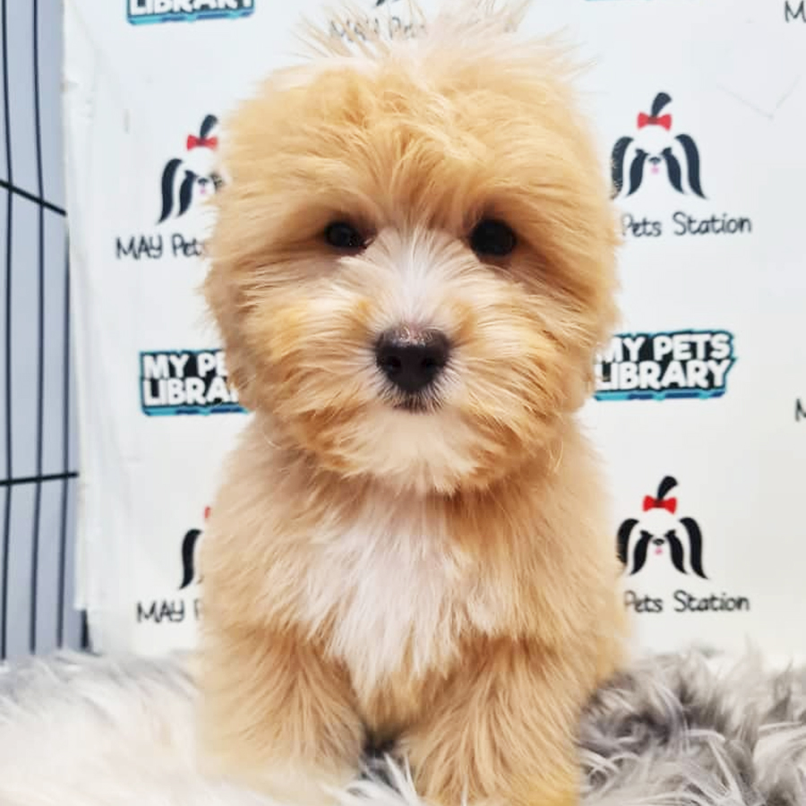Maltipoo Puppy (Male) For Sale