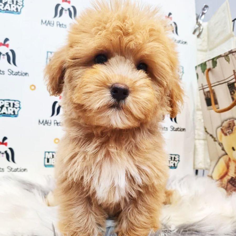 Maltipoo Puppy (Female) For Sale