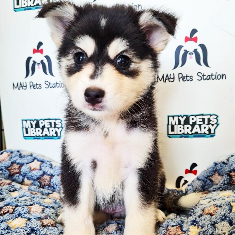 Pomsky Puppy (Female) For Sale