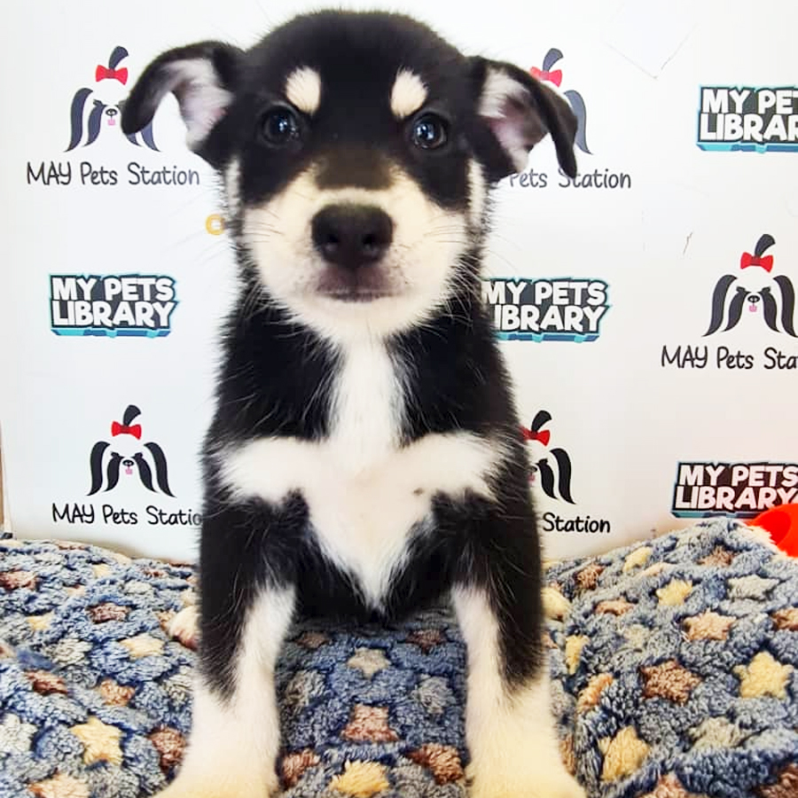 Pomsky Puppy (Female) For Sale