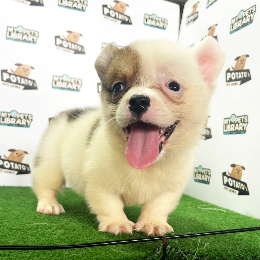 Welsh Corgi Puppy (Female) For Sale